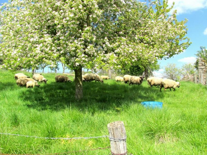 La Taniere Douce Bed & Breakfast Soulaucourt-sur-Mouzon Eksteriør bilde